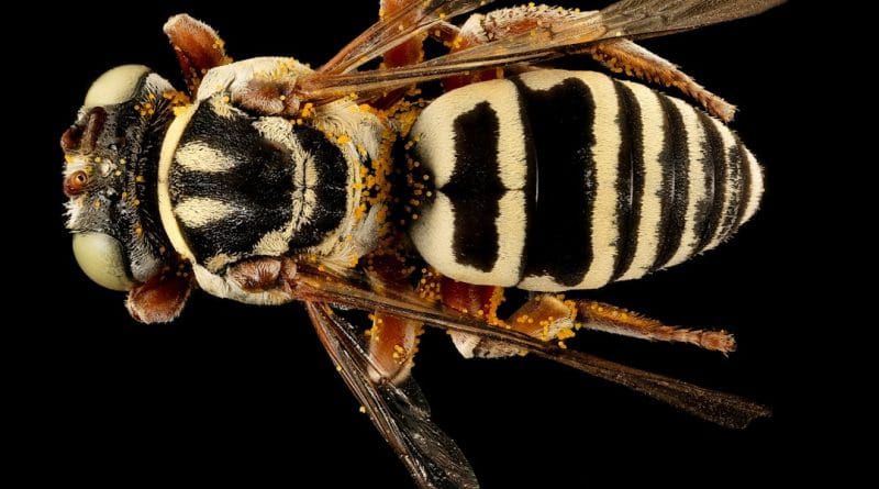 ruyada ari sesi duymak ne demek